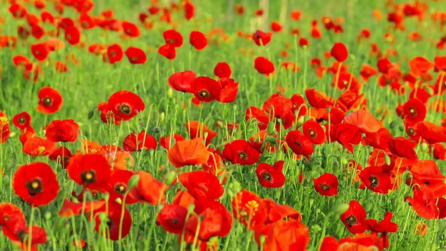 植物虞美人图片宽屏桌面壁纸