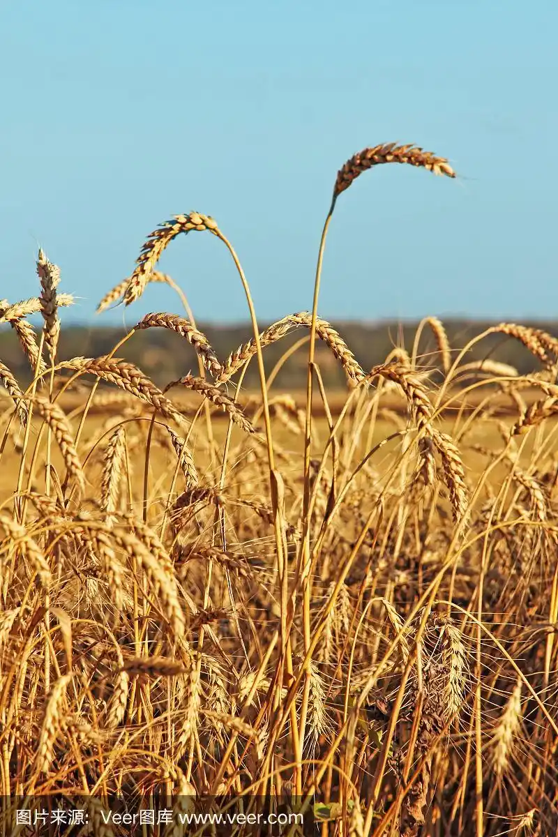 蓝天下田野上成熟的麦穗