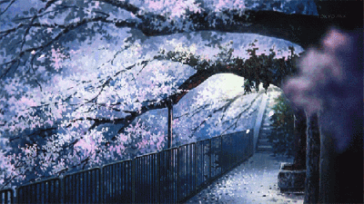 樱花飘落 - 堆糖,美图壁纸兴趣社区