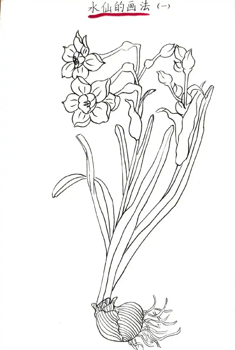 水仙花线描画法保姆级教程