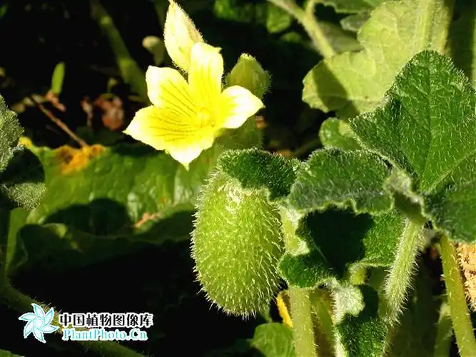 喷瓜果(植物)喷瓜属于葫芦科多年生匍匐草本植物,果实成熟后,会将种子