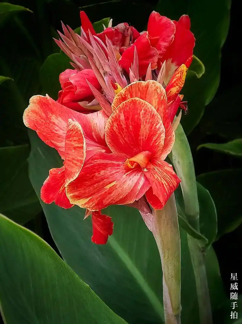 美人蕉应当叫美人娇,娇艳无比,花红艳,叶碧翠,吸眼球 - 抖音