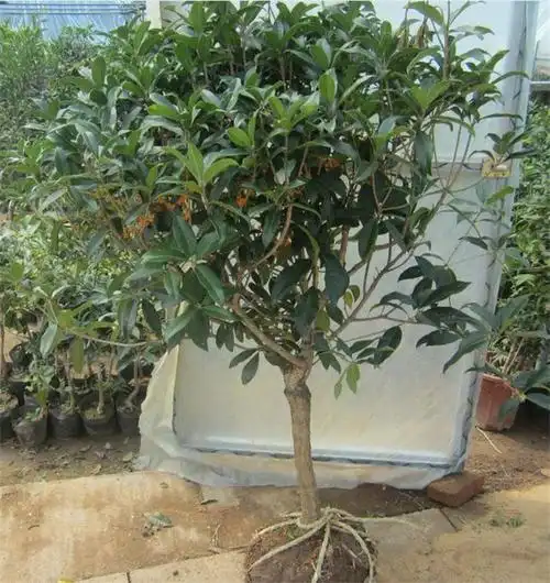 蓝忆 桂花苗 嫁接桂花树苗 桂花盆栽 地栽苗 2年苗【图片 价格 品牌