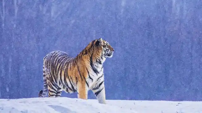 野生东北虎频繁下山引争议,专家:其实80%怕人