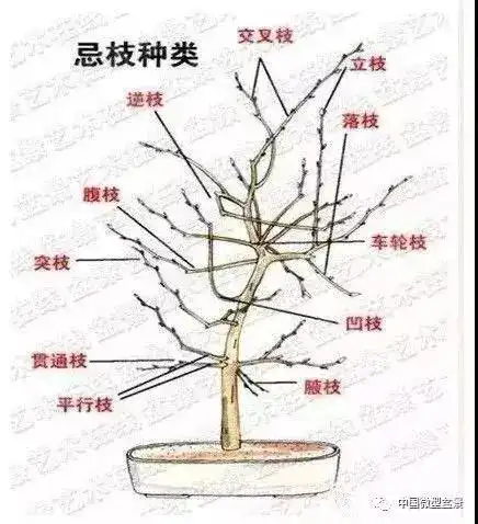 佳景方成已十秋, 图解盆景枝,干,根修剪16忌