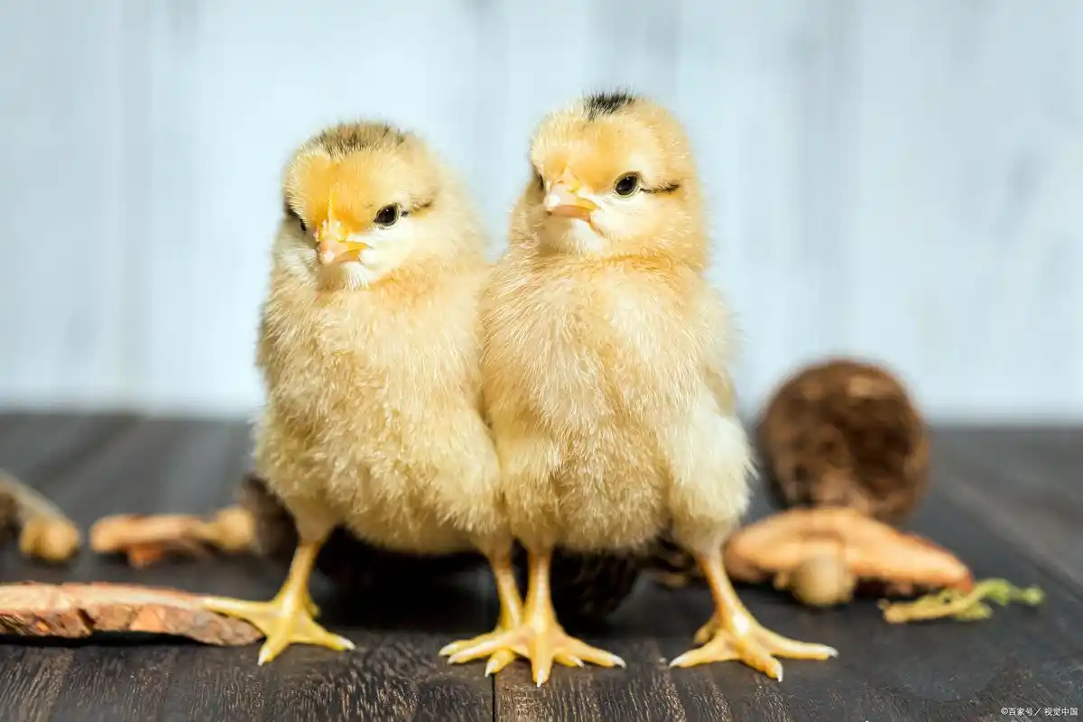 街头购买小鸡后的养殖指南!从营养到环境全解析