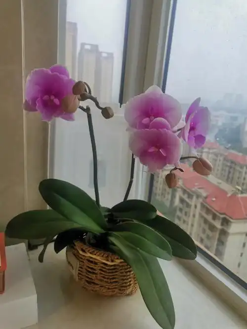 春节开过的蝴蝶兰的蝴蝶兰又复花了