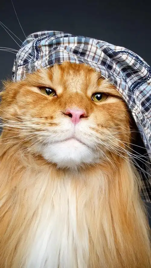 猫,帽子,有趣的动物 iphone 壁纸