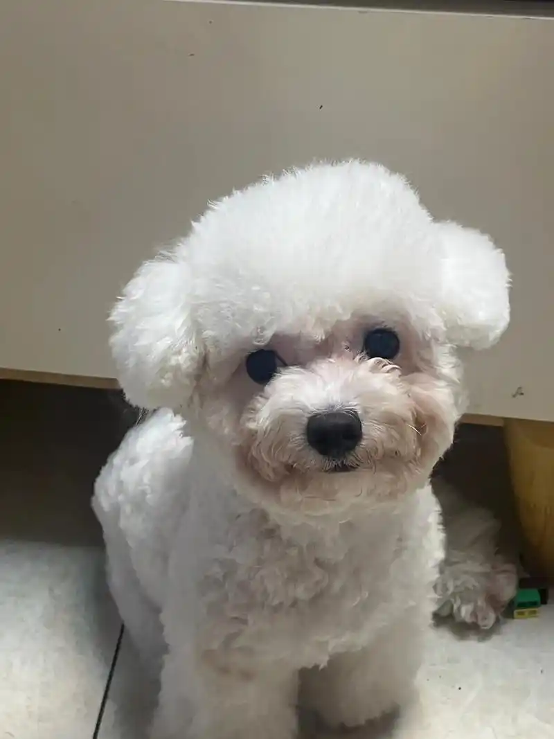 比熊 #萌宠 # - 抖音