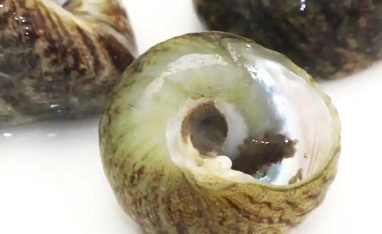 岛礼 香波螺(中) 波螺 500g 新鲜芝麻螺 大连鲜活海鲜 【大渔场】