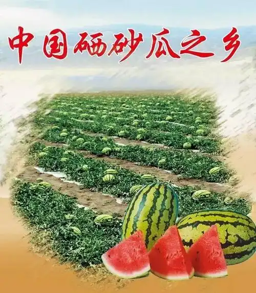 宁夏硒砂瓜俗称"石头缝里种出的西瓜",个大味甜,富含18种氨基酸和硒