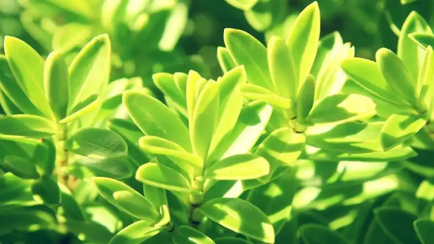 最佳查看          裁切原图 相关标签 小清新小清新花卉绿色壁纸