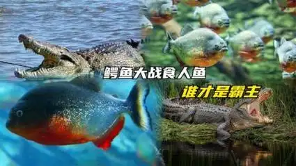 鳄鱼大战食人鱼,鳄鱼正在美餐,却被食人鱼打劫,谁才是霸主?