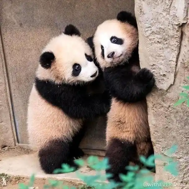 可可爱爱!爱宝的双胞胎宝宝公开亮相啦