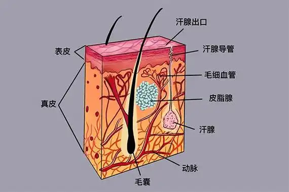 你不知道的人体小秘密汗腺