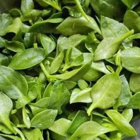 导语:三七也称"田七",是一种著名的中药材,其茎叶和根茎都具有很高的