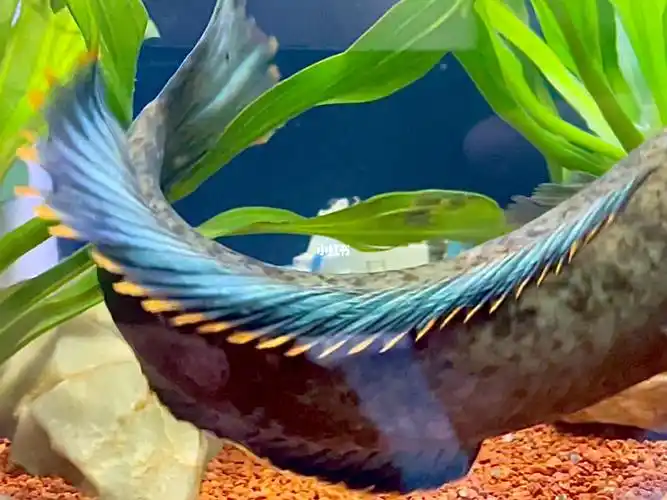 南鳢  #雷龙鱼 #雷龙  #彩虹雷龙  尾巴稍微有点小瑕疵,希望早日恢复