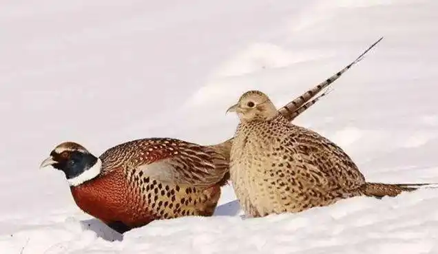 东北野鸡泛滥成灾,却无人敢吃?农民讨厌但又无可奈何!