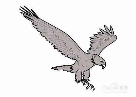 儿童画老鹰简笔画视频展翅高飞的老鹰的简笔画图片-儿童简笔画大全简