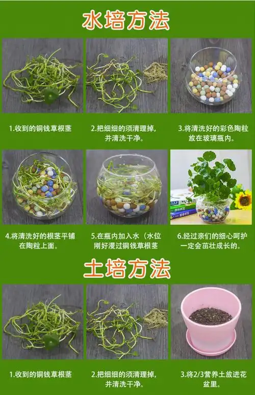 【包活】包邮铜钱草种子水培植物室内水养花卉盆栽绿植金钱草招财_惠