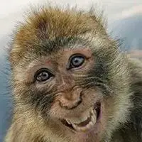 猴子笑到模糊表情包