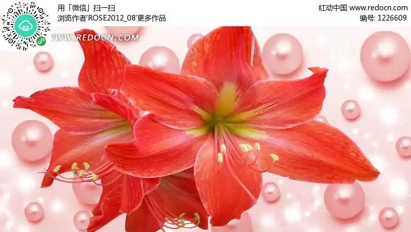 美丽红色花卉和粉色珍珠psd分层素材