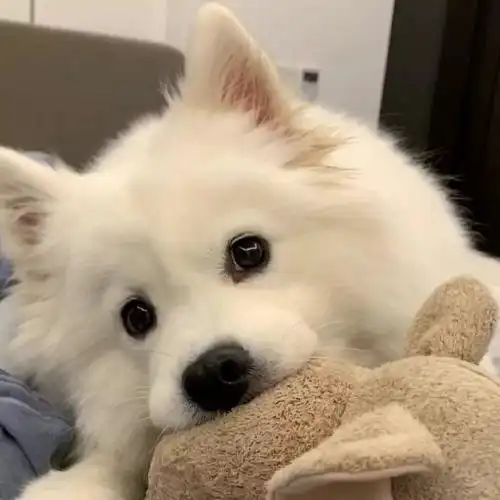 萌宠头像超可爱萌宠萌宠动物园派对赞评论更多所有评论你也来说些什么