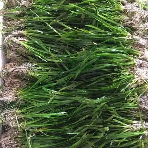 四季常青短叶小苦草短叶耐寒鱼缸水草矮生苦草鱼缸