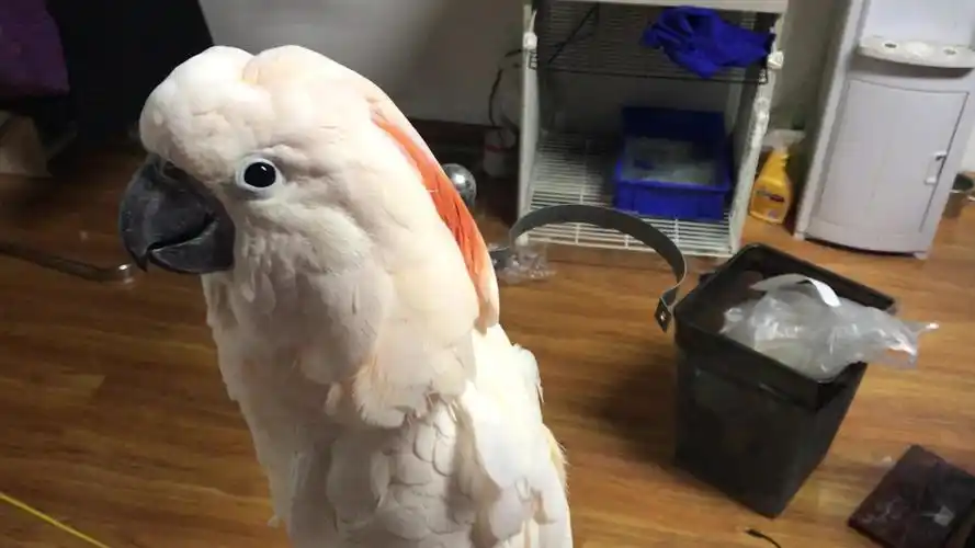 【红葵花鹦鹉】小鹦鹉的粗暴喂奶