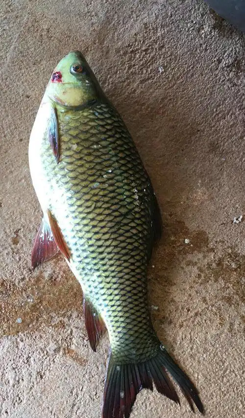 几百一斤的军鱼其实西江很多