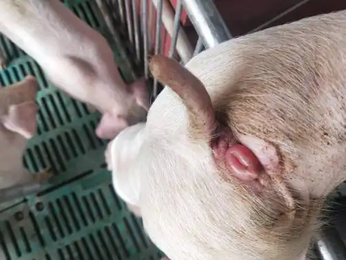 猪仔有点拉稀水门肿大