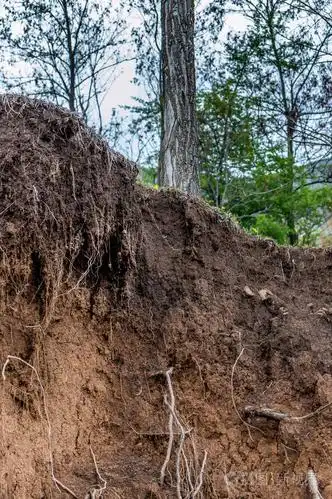 土壤土壤剖面土壤湿根层在土壤中的生长