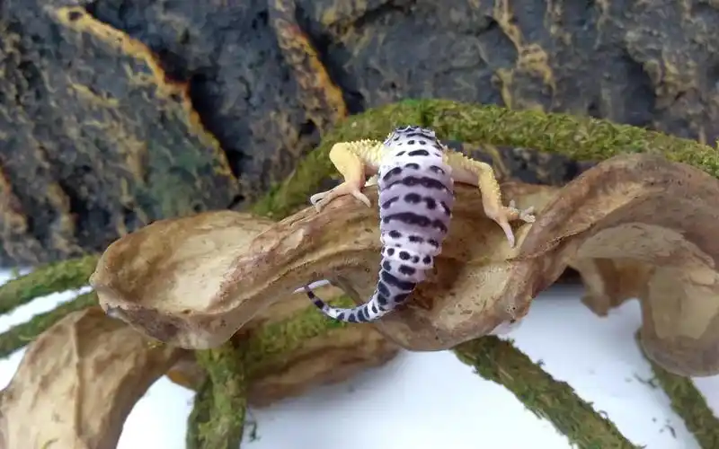 一只酷酷的柠檬霜豹纹守宫,纹身大哥一个