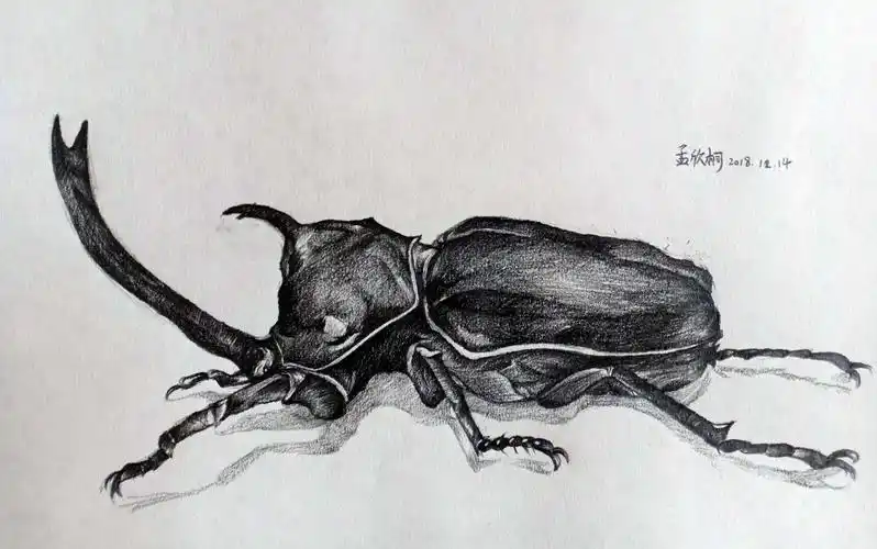 素描班第45周昆虫作品欣赏