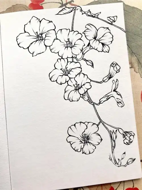 凌霄花脱稿手绘