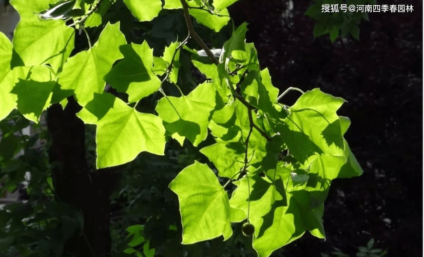 行道树之王法国梧桐悬铃木