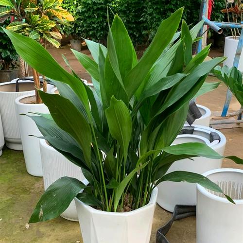 一叶兰盆栽植物室内庭院花镜耐阴耐寒多年生吸甲醛四季青观叶绿植