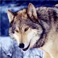 高清凶猛狼图片头像霸气凶猛的狼点击鼠标右键下载