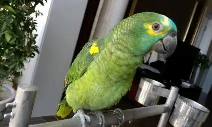 出一只刚刚断奶的蓝帽亚马逊鹦鹉