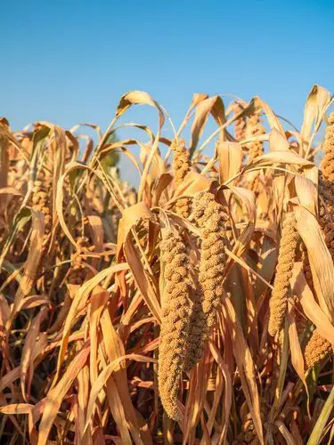 和硕谷子丰收了