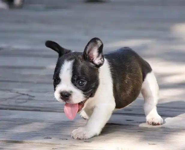 黑白花斗牛弟弟,低价领养,非诚勿扰