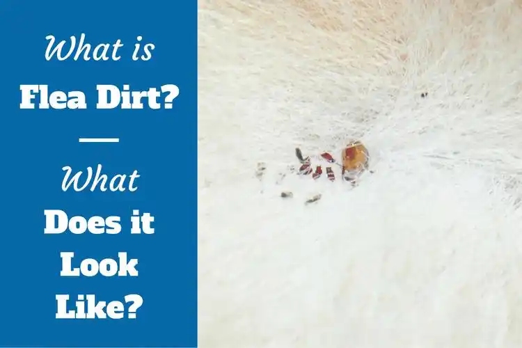 ‘i hate fleas’ by s. j.