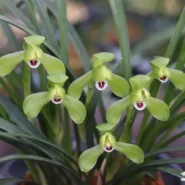 春兰铭品绿瑛8苗带花苞2大芽