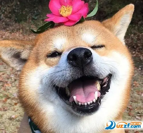 柴犬傻笑无字表情包高清无水印版