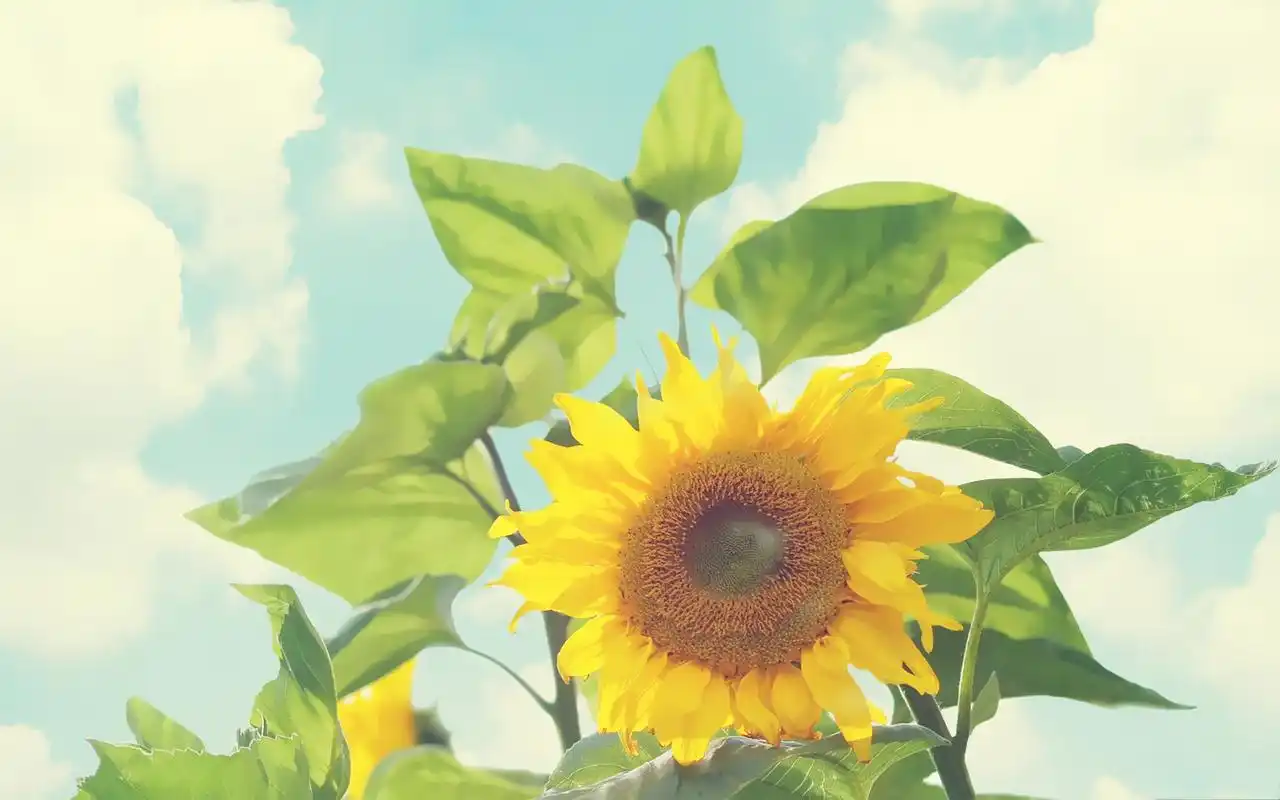 小清新夏天风景桌面壁纸