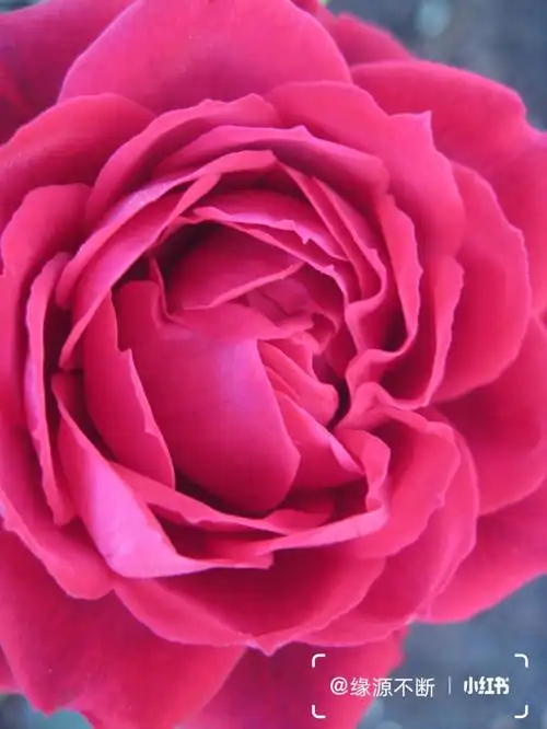 好一朵美丽的月季花1