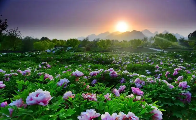 赏牡丹花海,寻江南小镇!