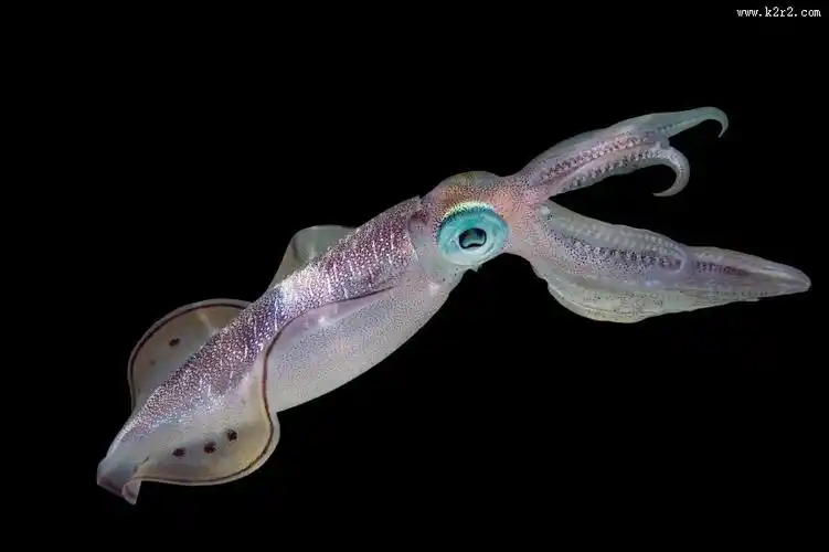 章鱼图片大全第9张