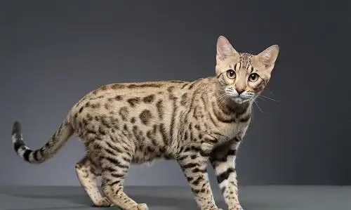 中国有哪些品种的猫中国本土猫种类大全