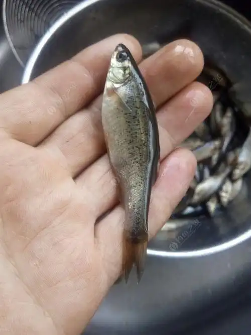 东北特有的野生小鱼"柳根子"被称之为鱼之珍品!